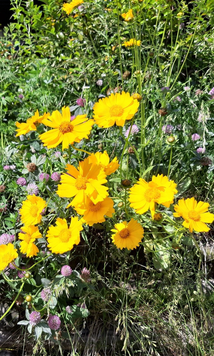 꽃 (Flower)