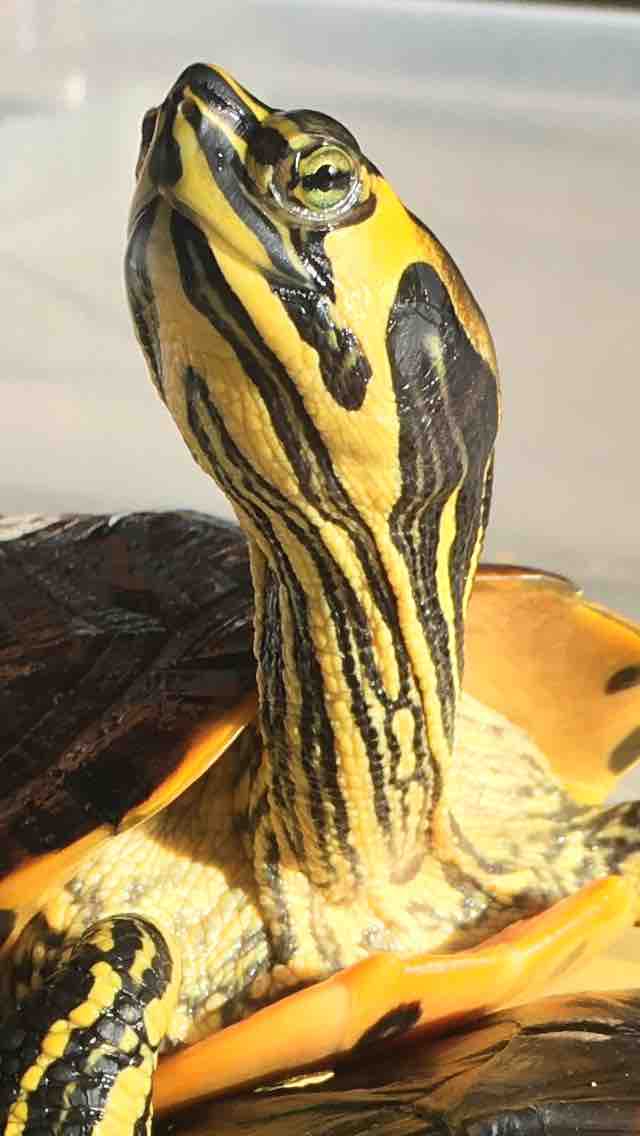 Turtle