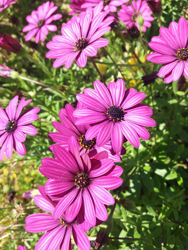 flowers