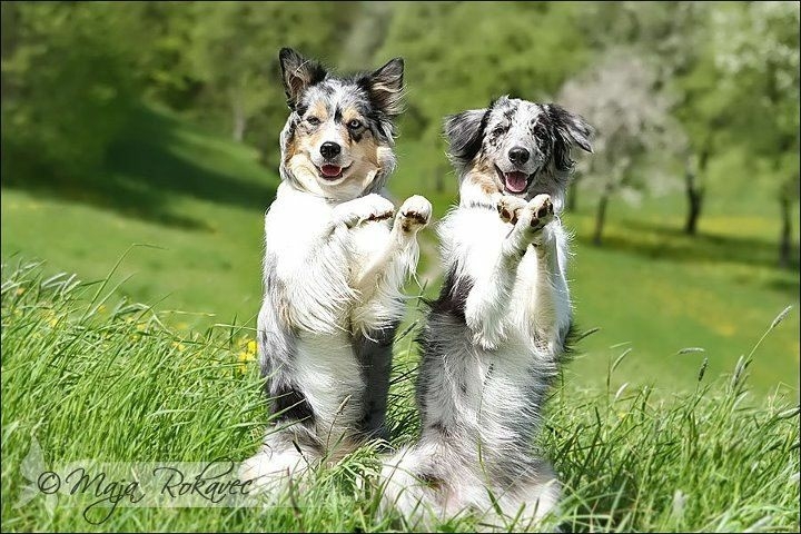 The Border Collie Because There Is No Better Dog