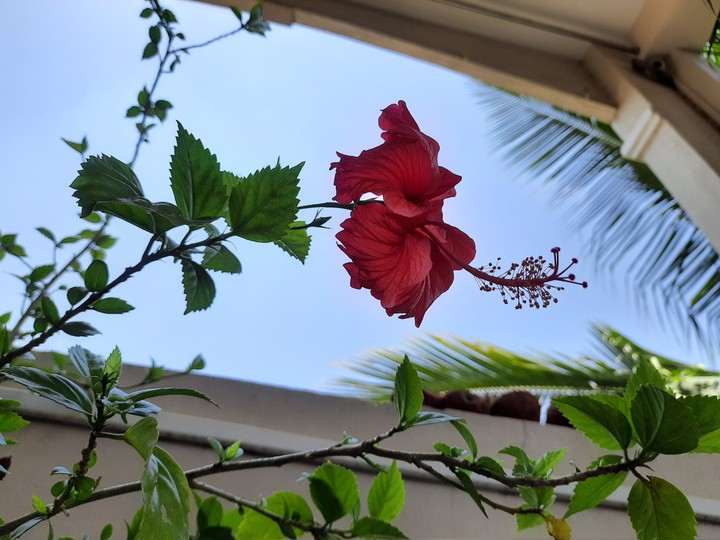 Red Hibiscus..