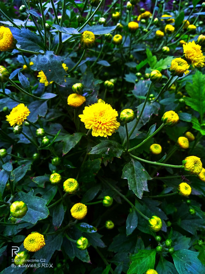 #yellow flower