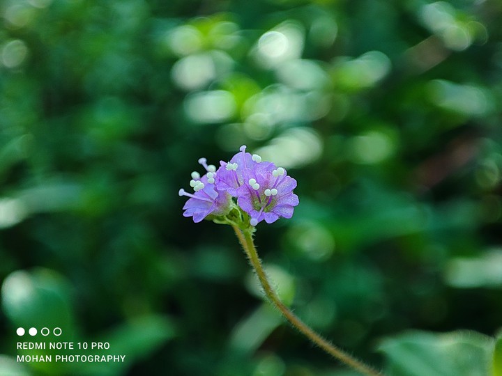 Macro flower