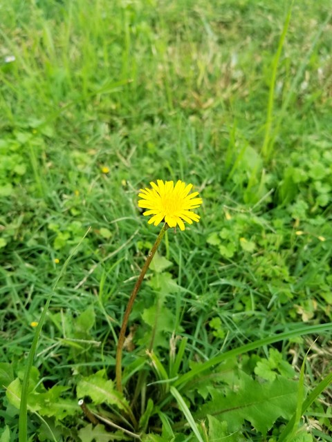 Dandelion