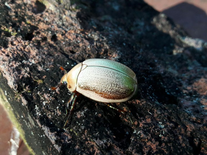 Scarab