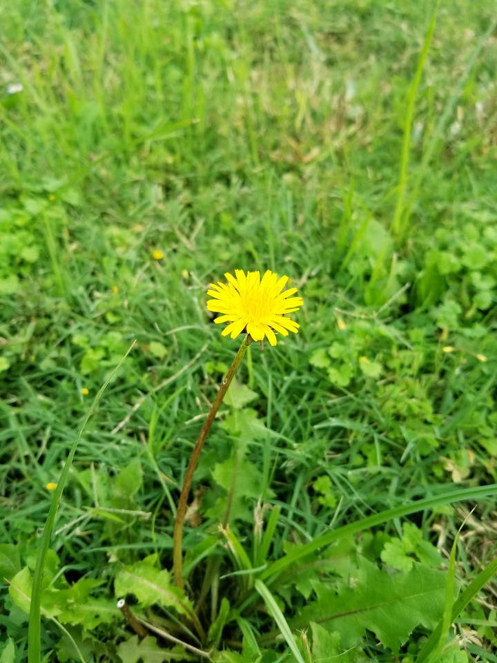 Dandelion