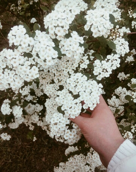 Белые как снег