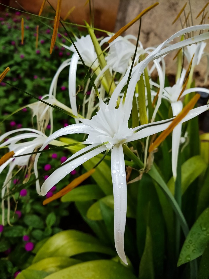 a flower