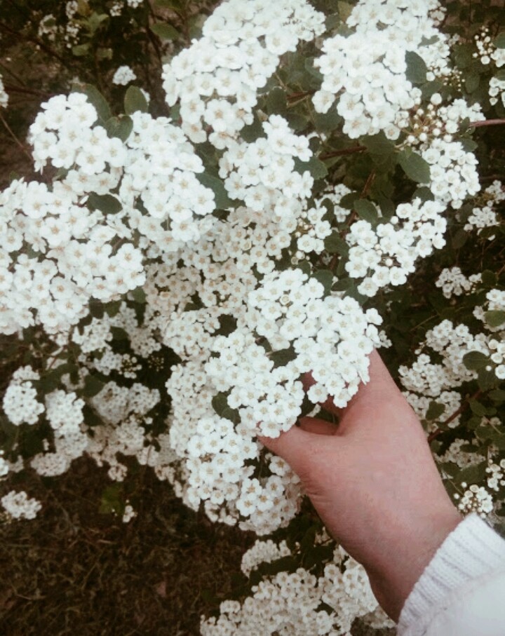 Белые как снег