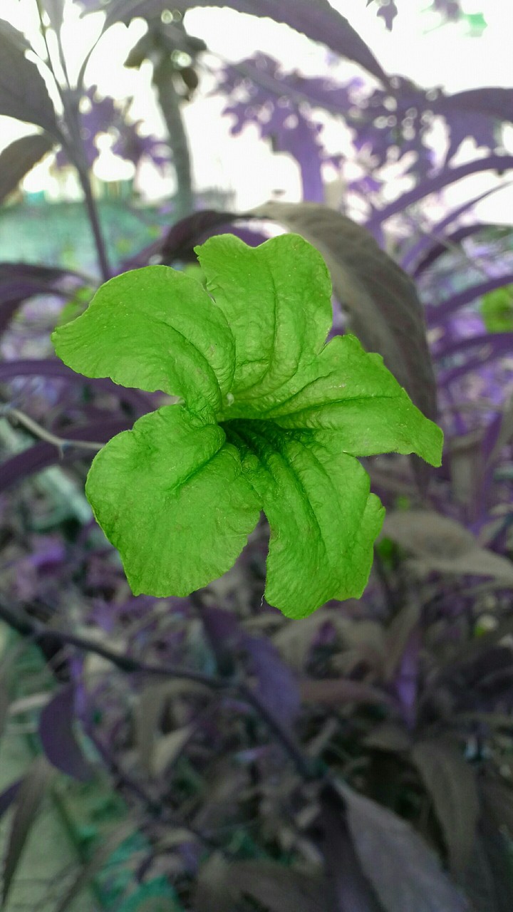 flower