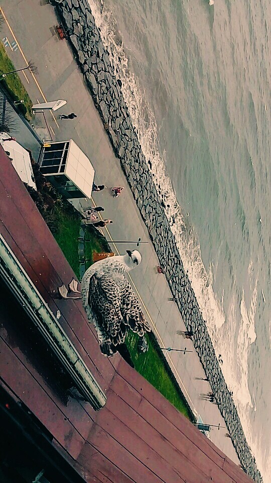 sea