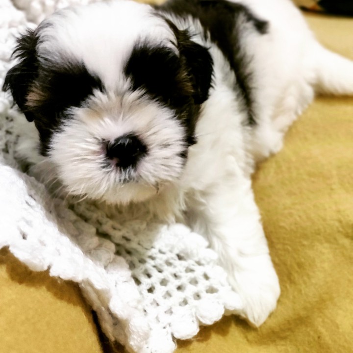 lola