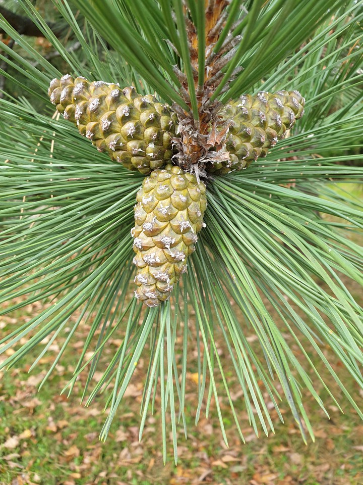 pine