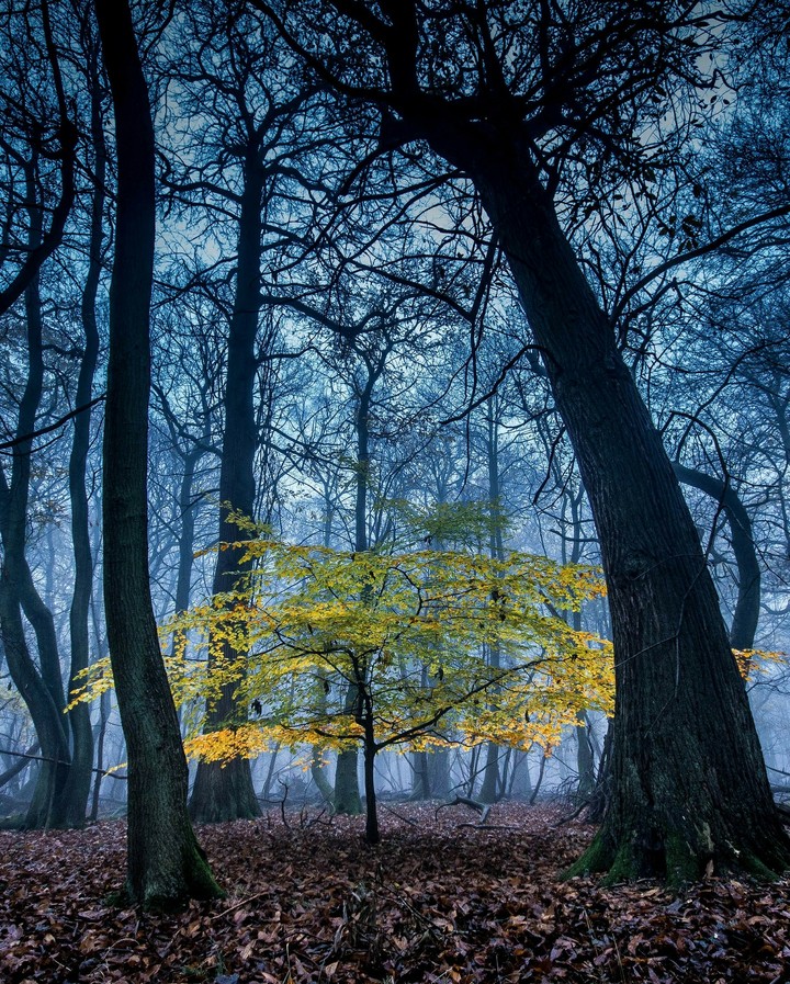 wallpaper
