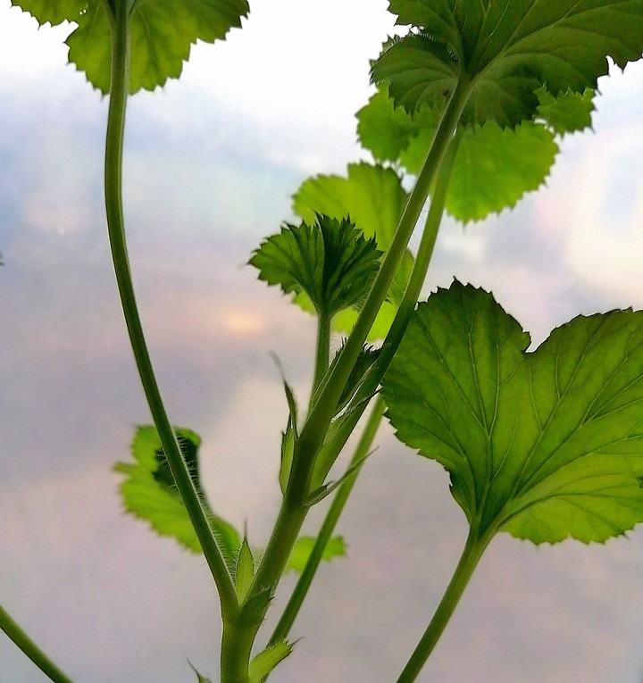 Plant