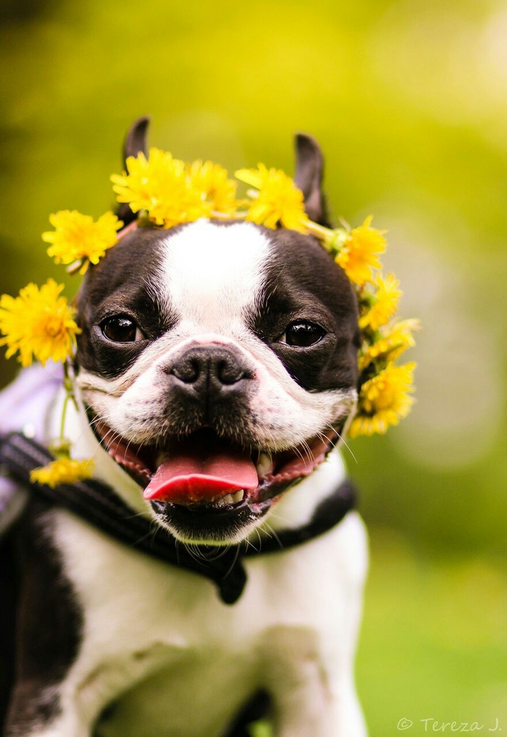 Spring dog