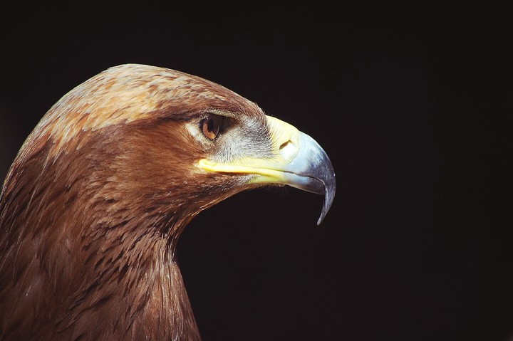 Eagle eye like kam eyes