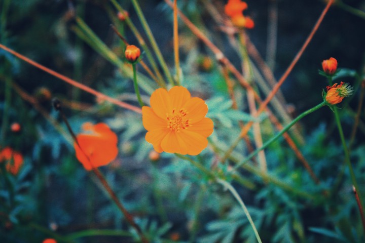 Flowers