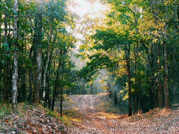 Similipal