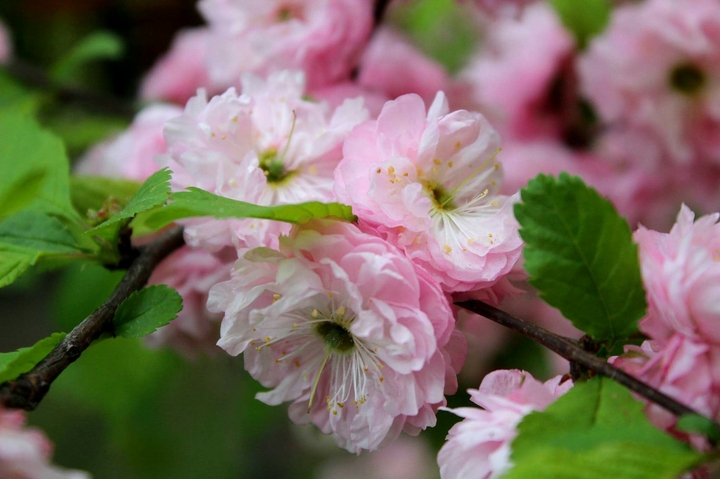 Cherry Sakura