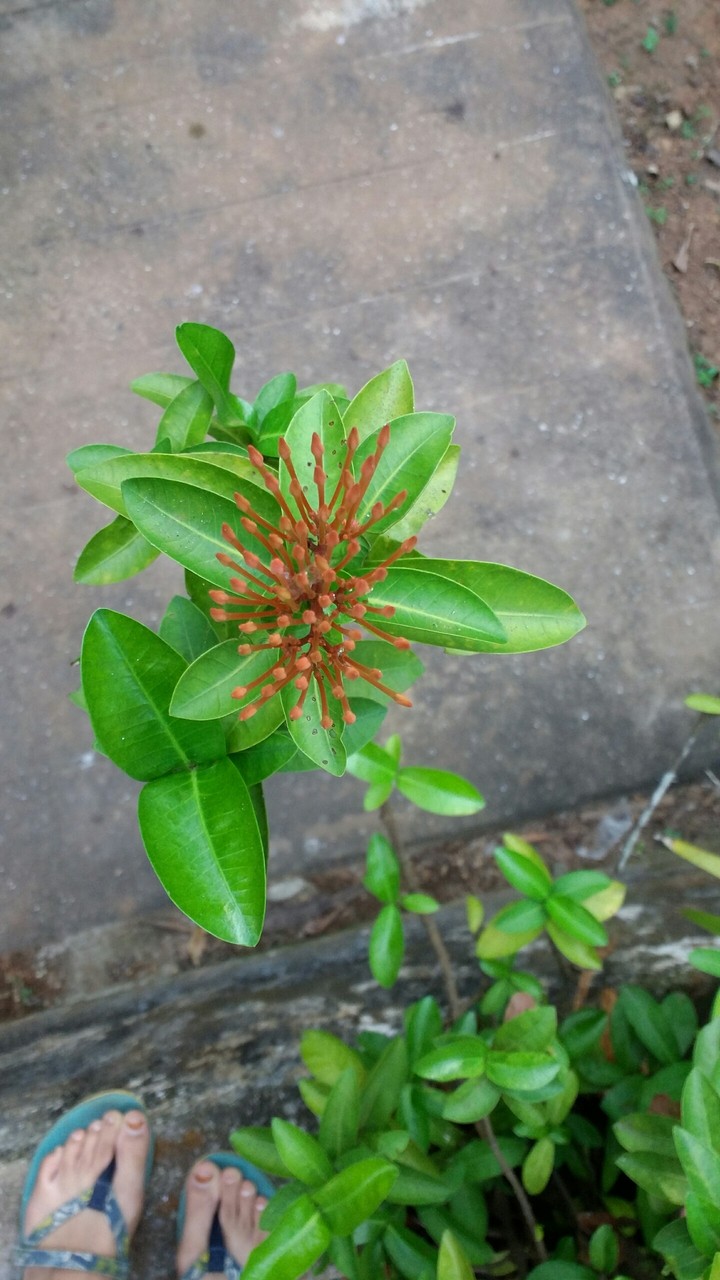 flower
