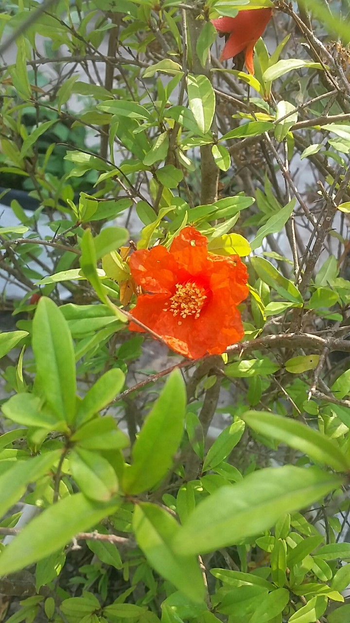 pomegranate's flower