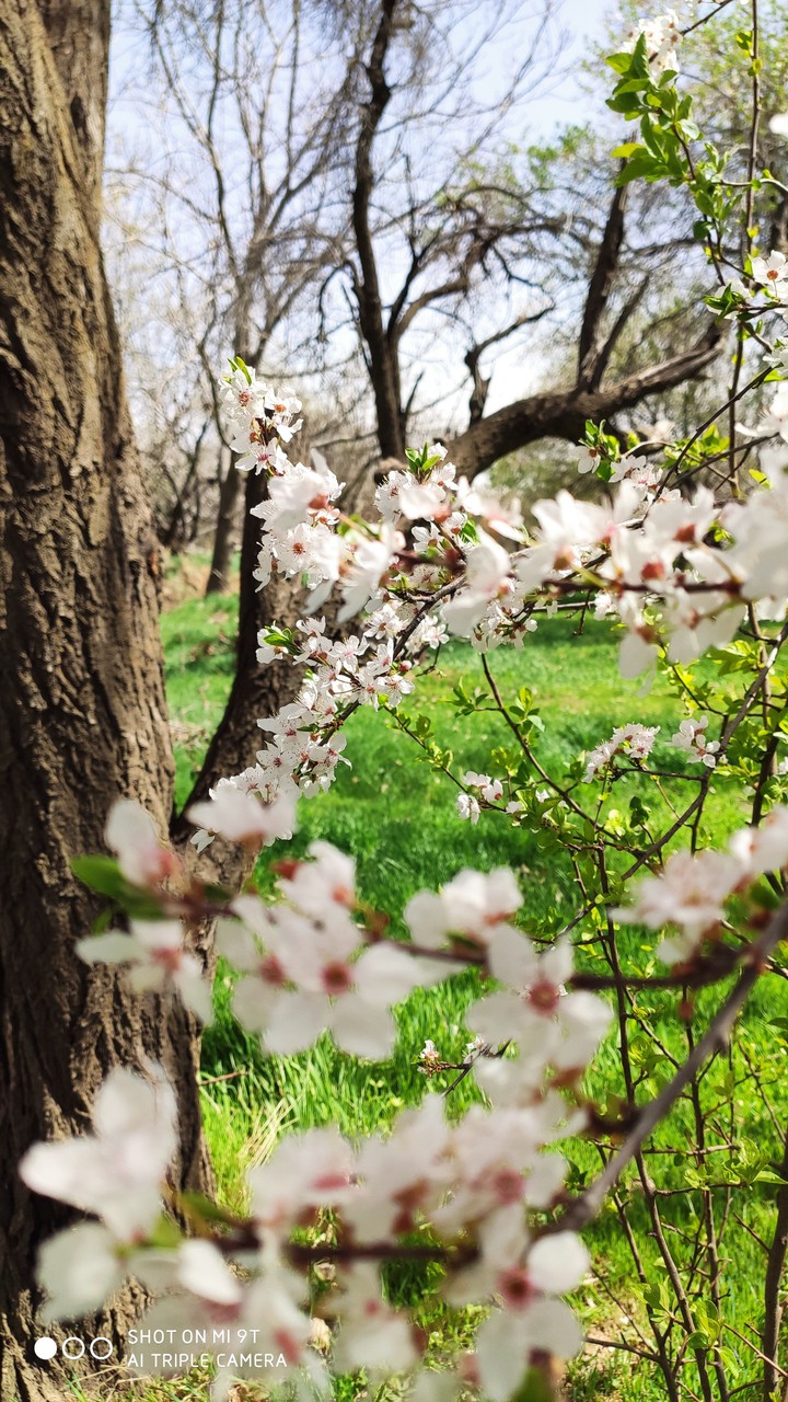 spring in village