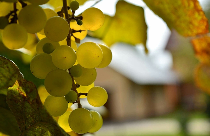 Grapes