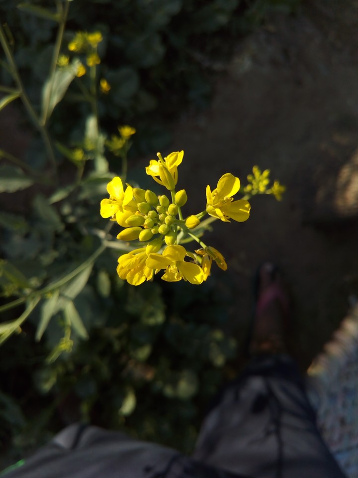 flower