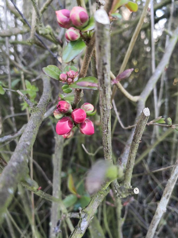 spring