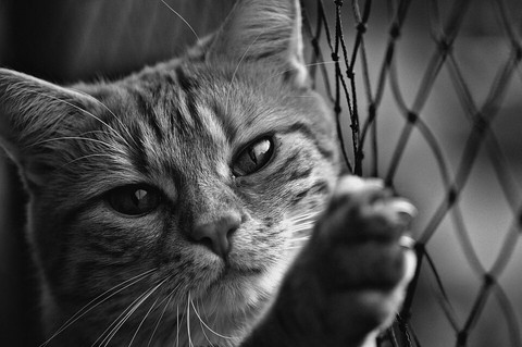 cat кошка black
