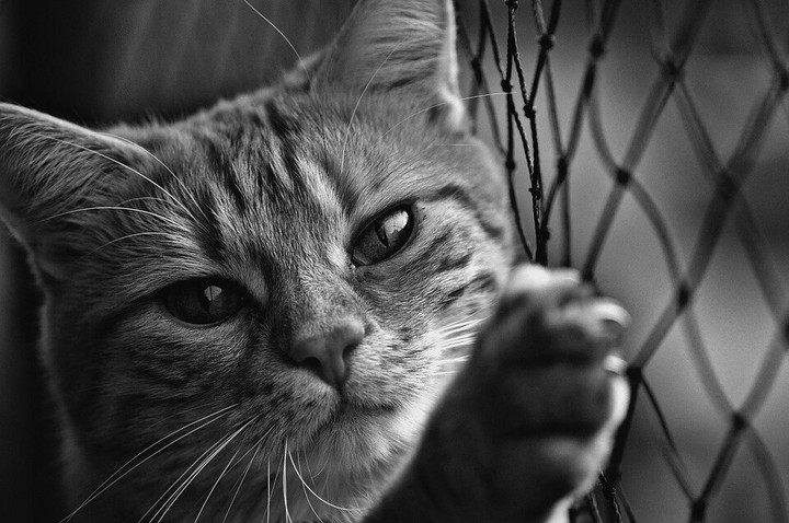 cat кошка black