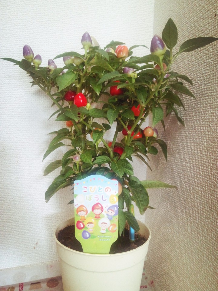 lucky plant
