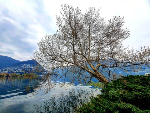 albero