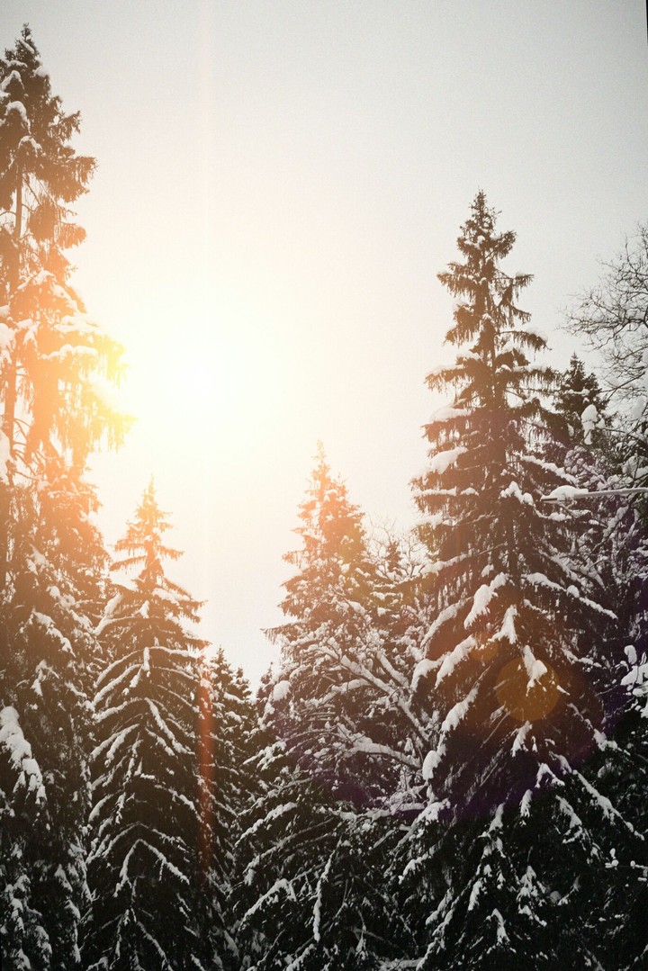 forest