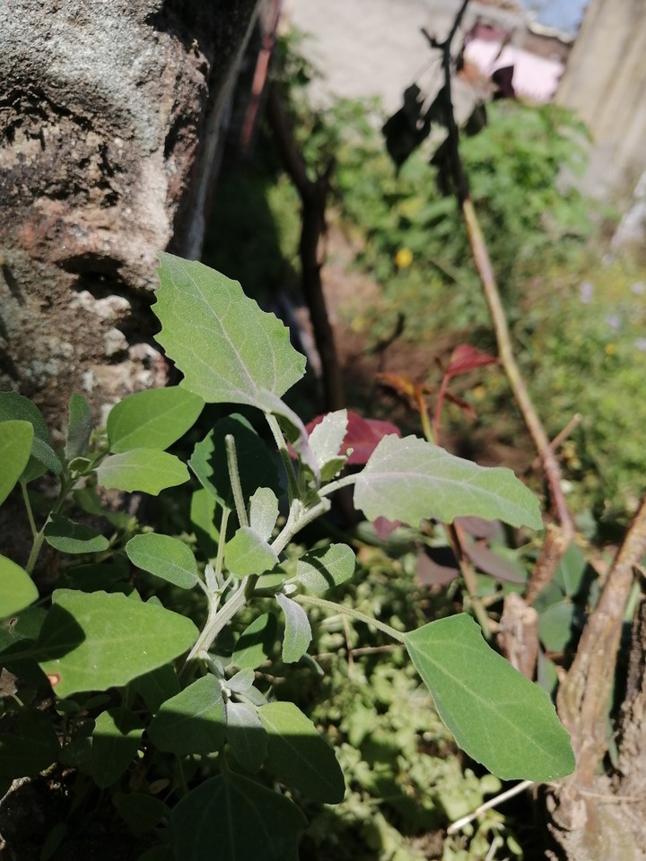 plant