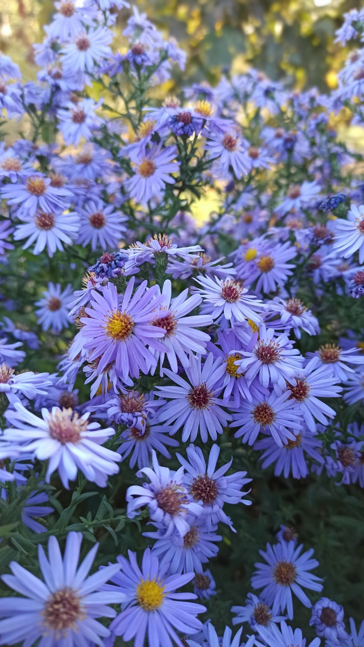 flowers mood outumntime цветы настроение осень