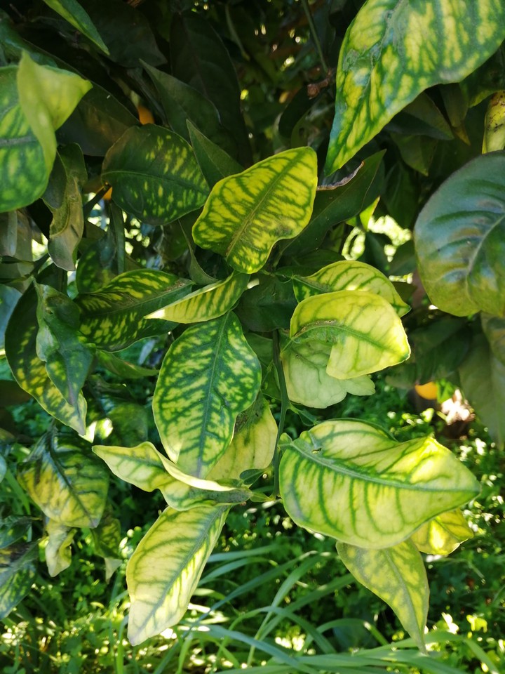 Green leaves