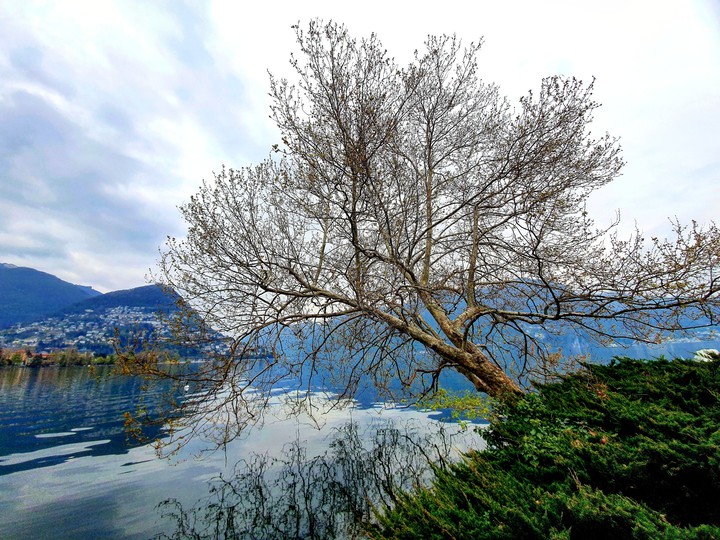 albero