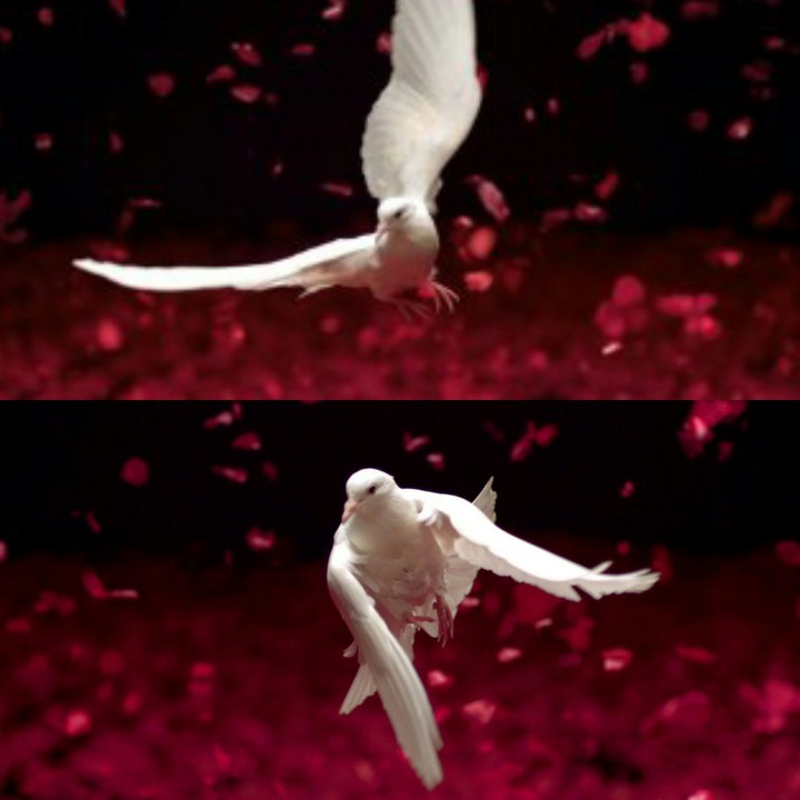 flight of freedom