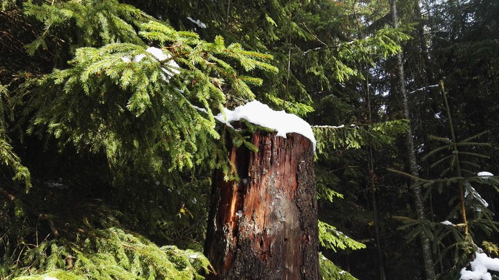Tree in a Polish forest