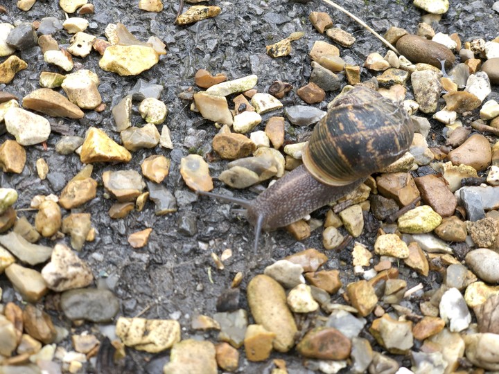 snail 