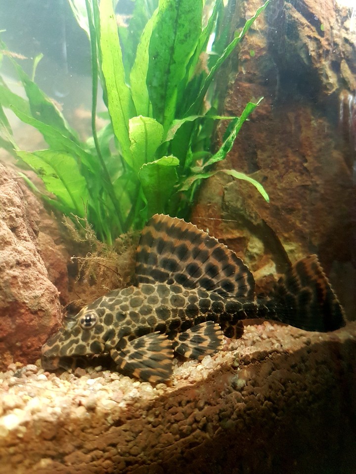 plecostomus