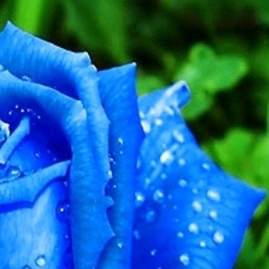 4x blue Roses