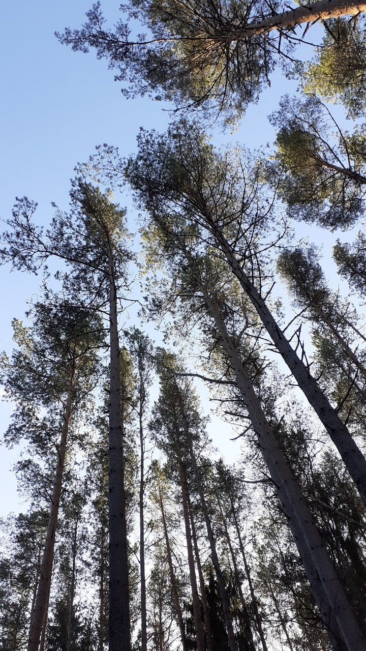 trees