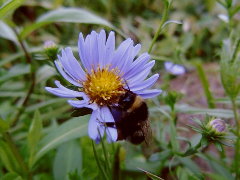 Bee