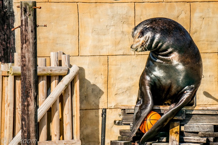 sea lion
