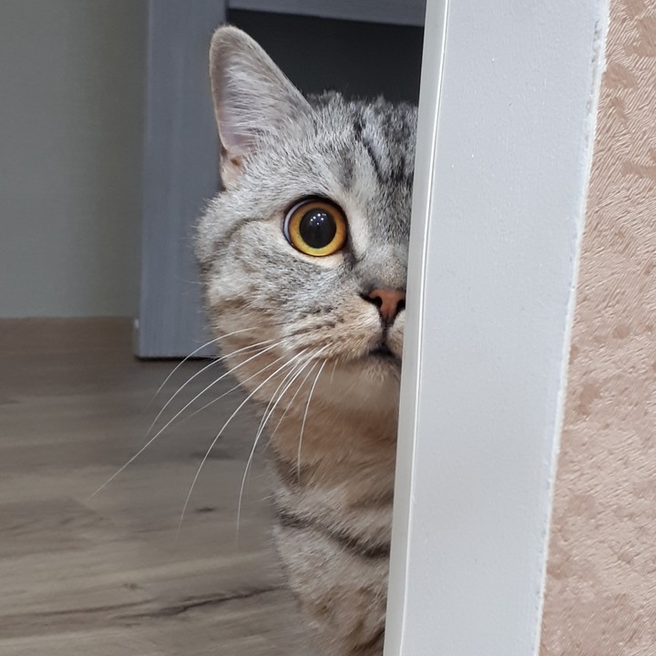 котейка