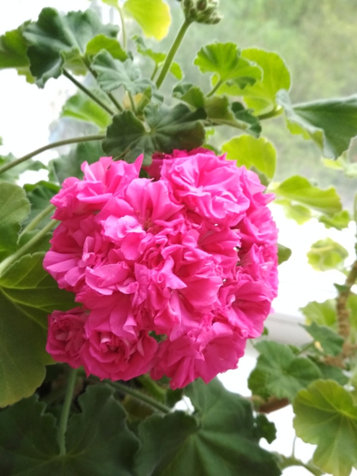 Rose-like pelargonium