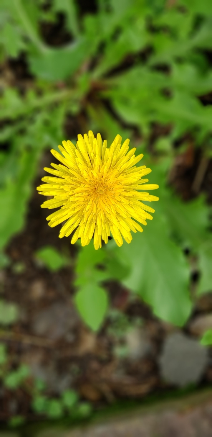 Diente de León